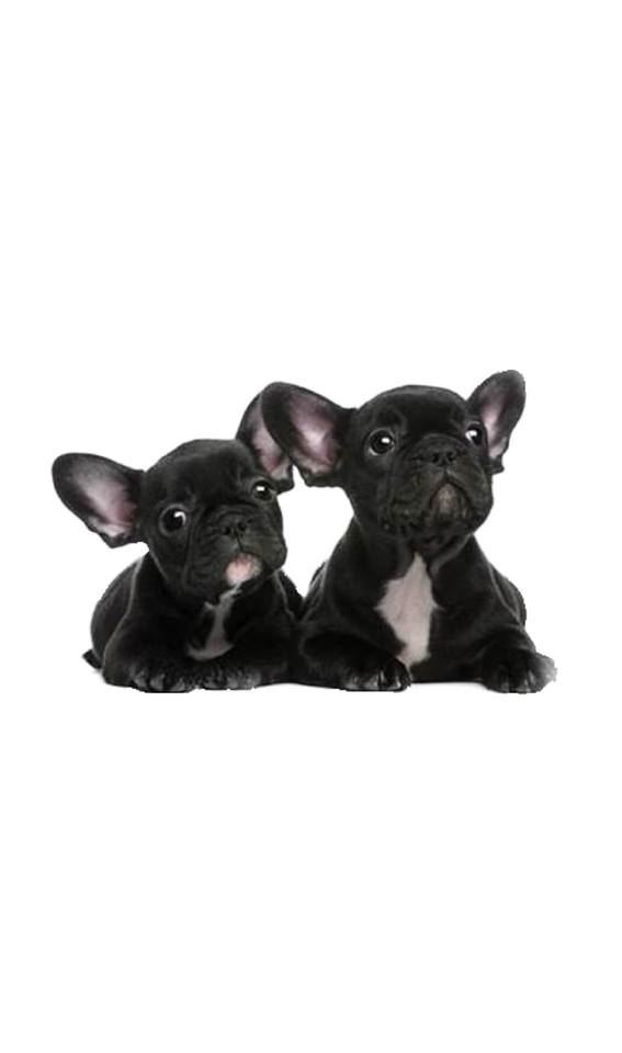 Elevage de bouledogue français familial agréé.