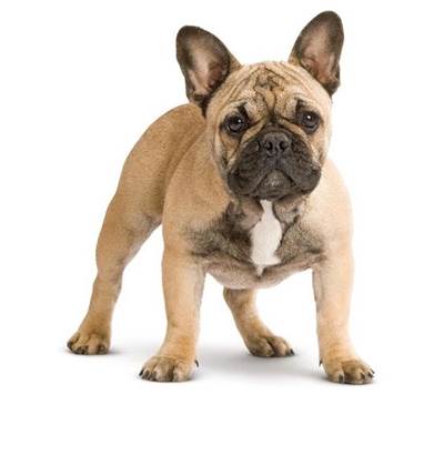 Elevage De Bouledogue Francais Familial Agree